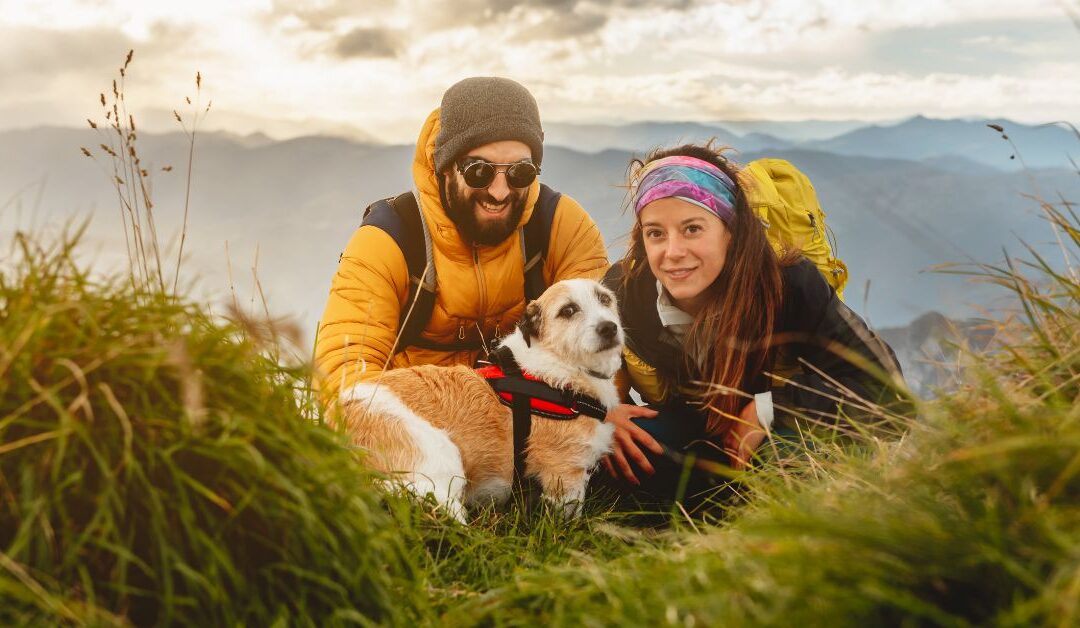 Safe and Comfortable Pet Travel: Choosing the Ideal Carrier for Your Furry Friend