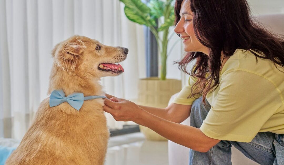 How to Choose the Perfect Pet Leash & Collar: A Complete Guide for Pet Lovers