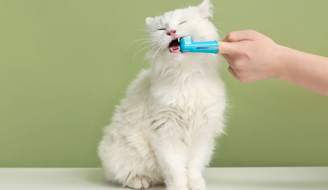 How to Boost Your Pet’s Health Beyond Food: Non-Digestible Wellness Strategies