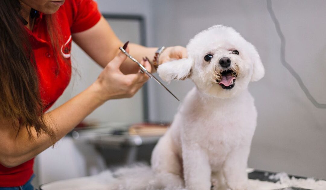 Groom Like a Pro: Pet Grooming Products That Make a Difference