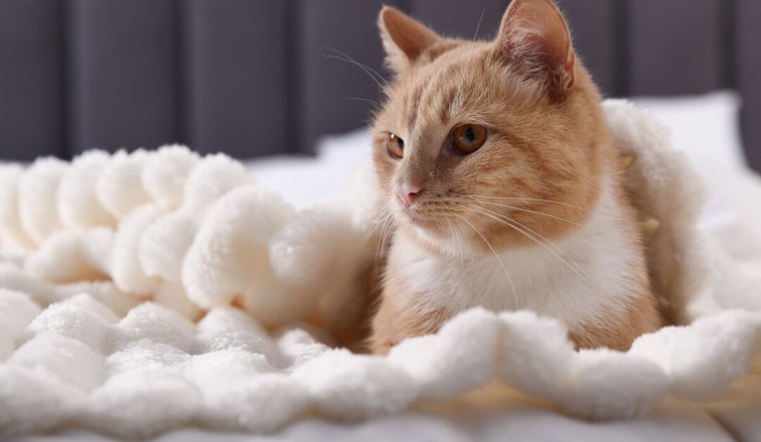 How to Choose the Perfect Pet Beds & Furniture to Keep Your Furry Friends Happy